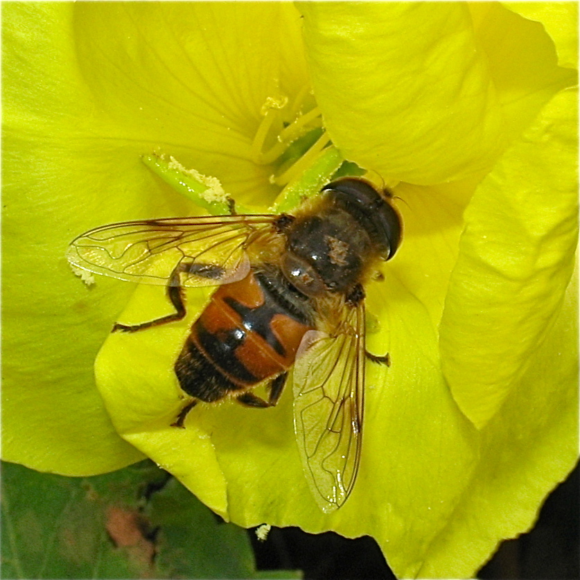 Schwebfliege Eristalis sp. an Nachtkerze (Oenothera)