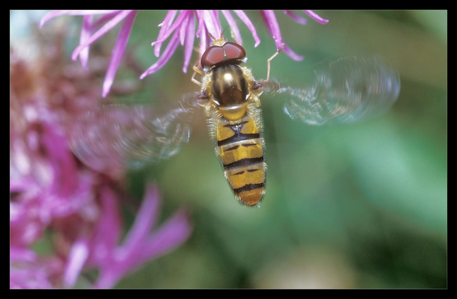 Schwebfliege (Eristalis spec.) beim Anflug