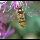 Schwebfliege (Eristalis spec.) beim Anflug