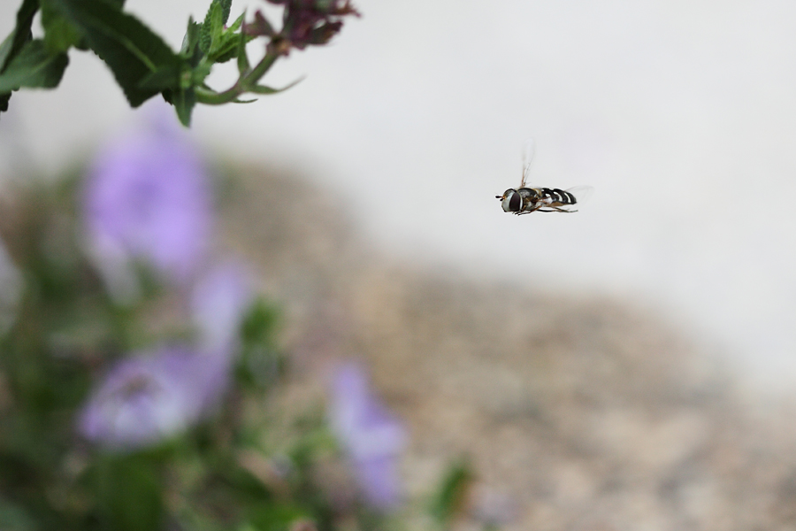 Schwebfliege, Erlangen (3/4)