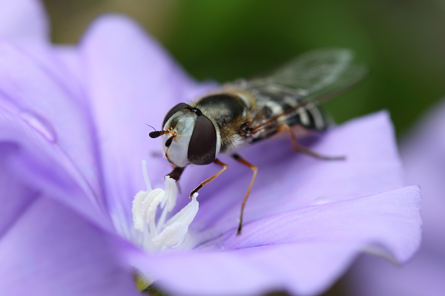 Schwebfliege, Erlangen (4/4)