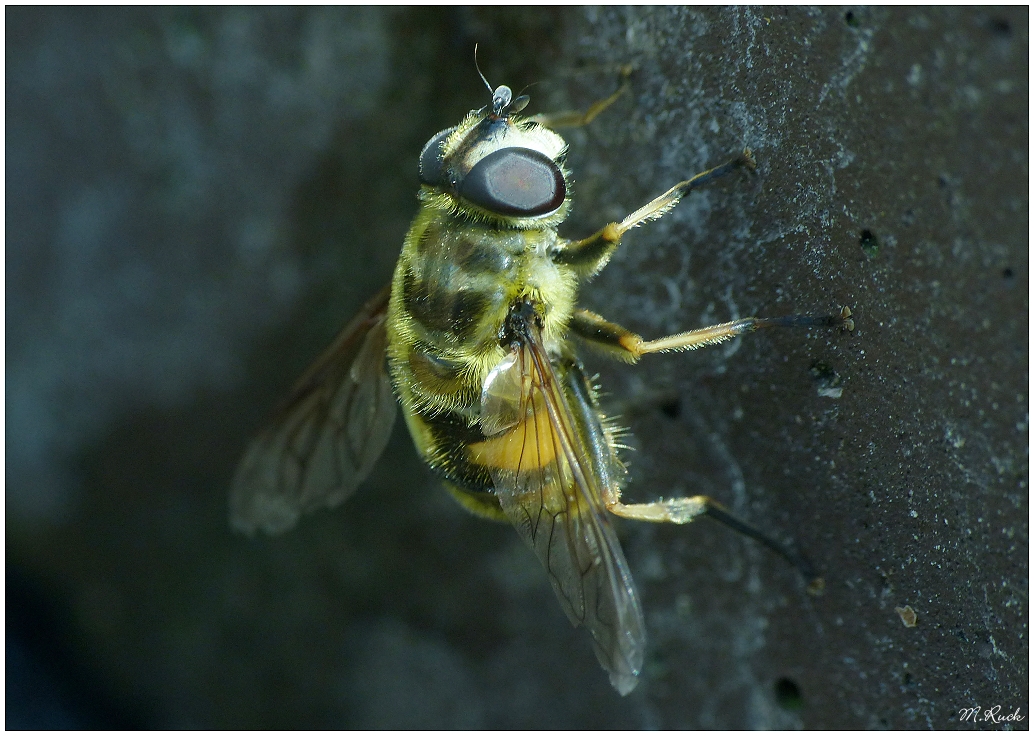 Schwebfliege , etwas spät am Tage ,