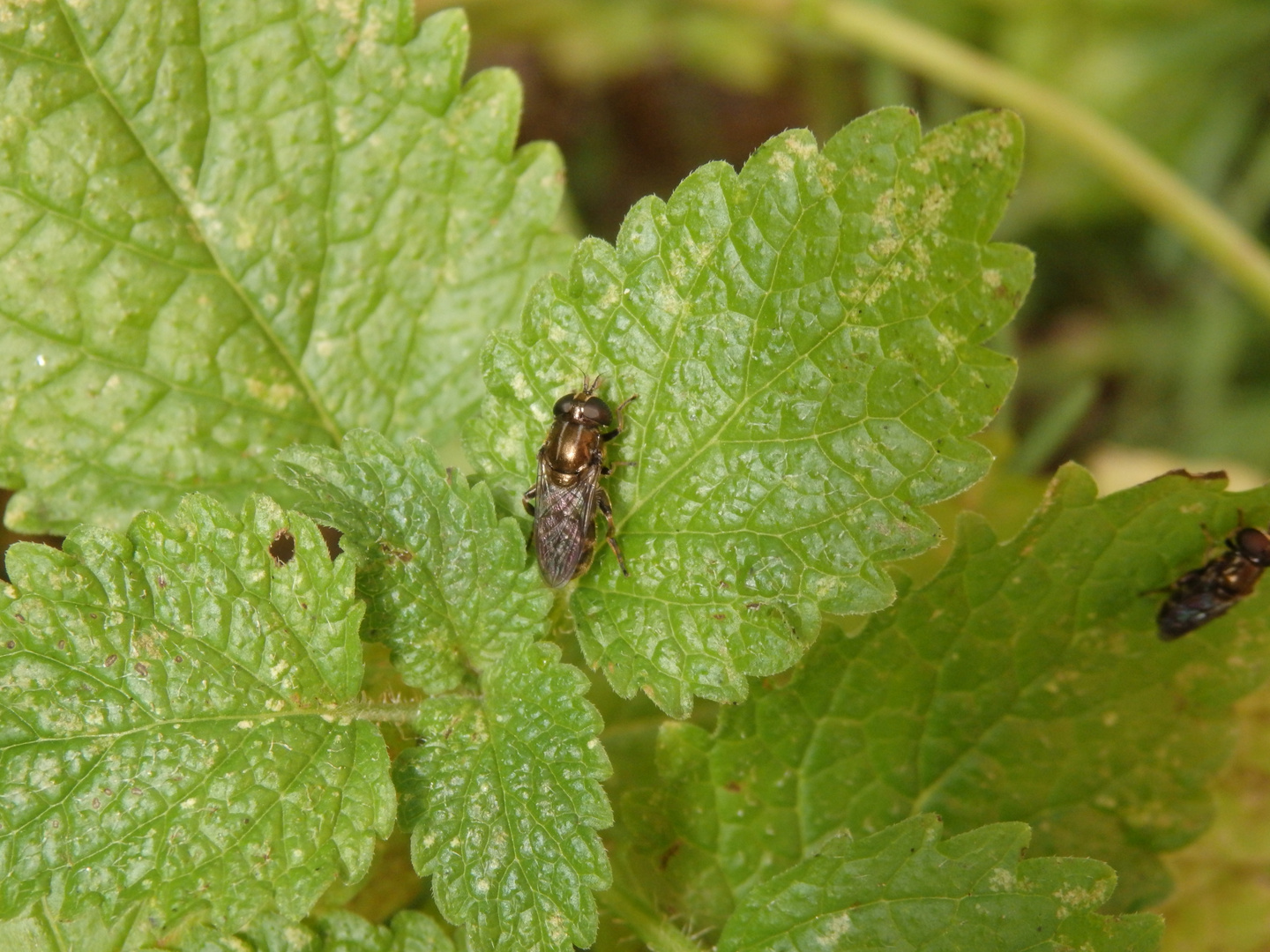 Schwebfliege Eumerus sp.