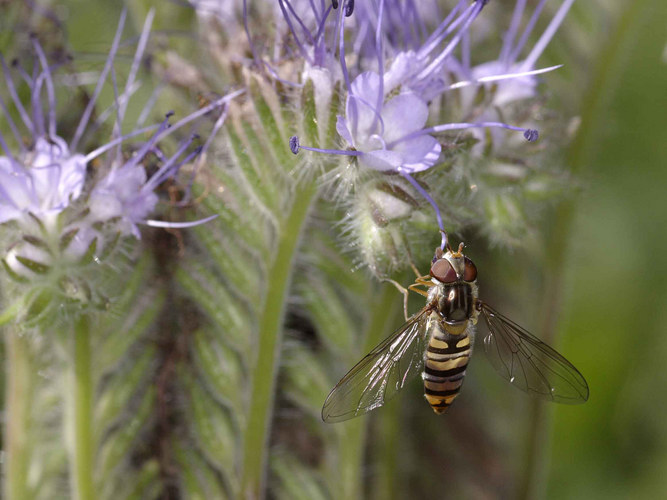 Schwebfliege