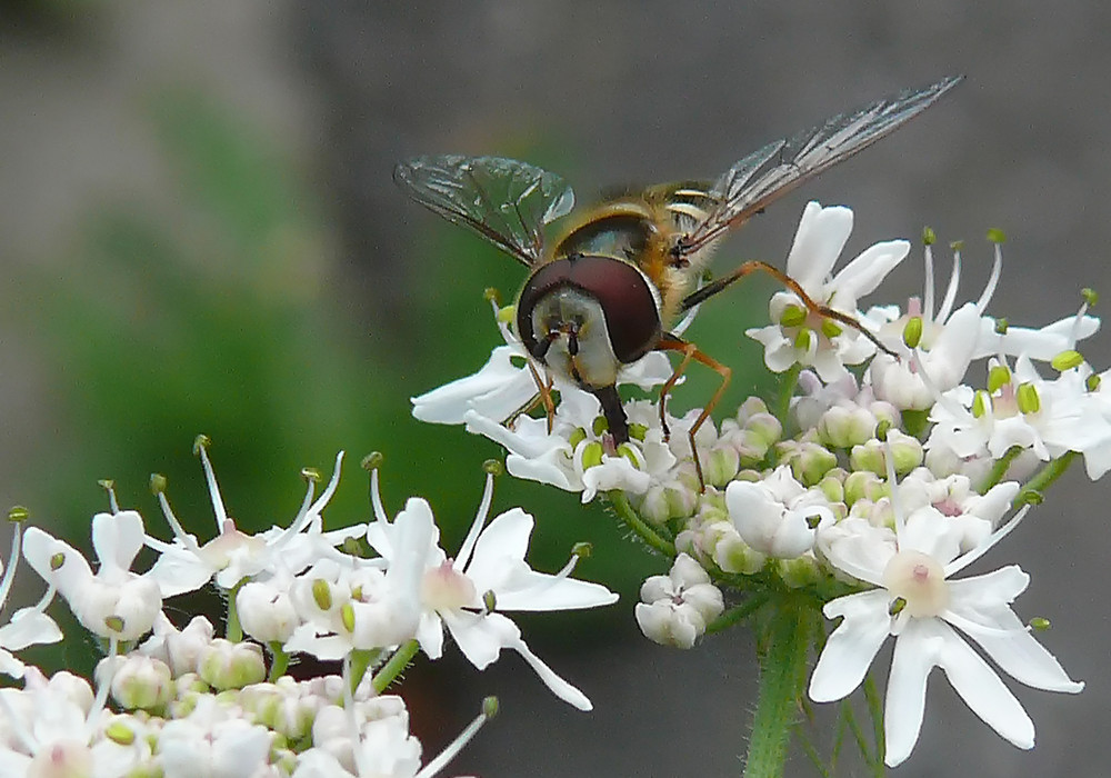 Schwebfliege