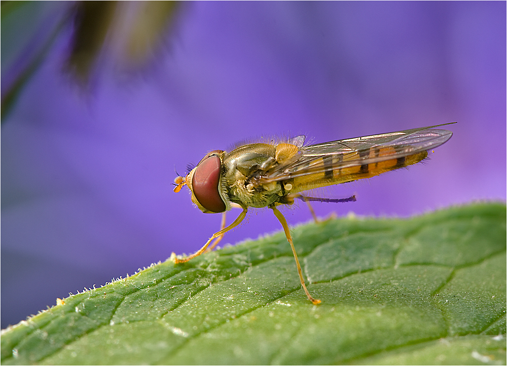 Schwebfliege.