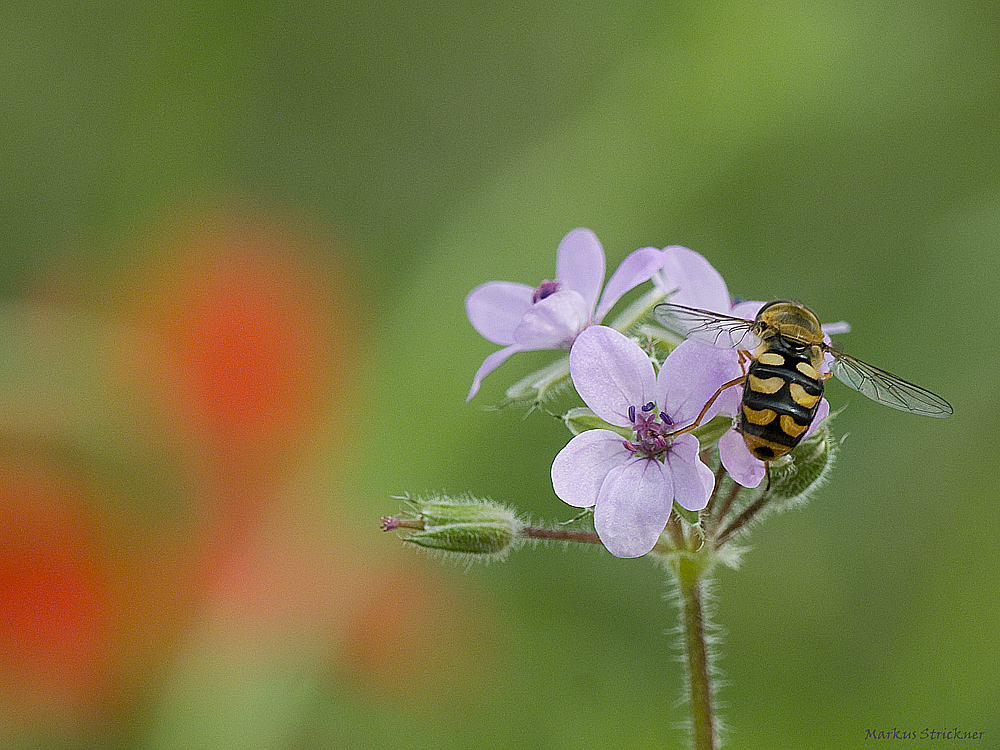 Schwebfliege