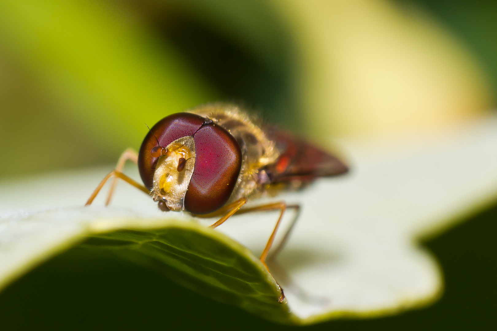 Schwebfliege frontal