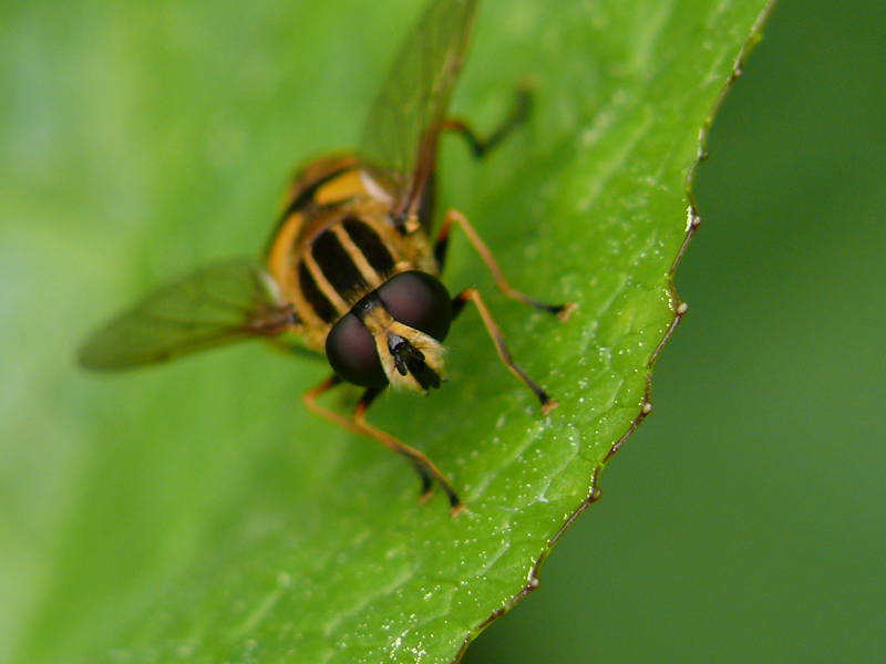 Schwebfliege frontal