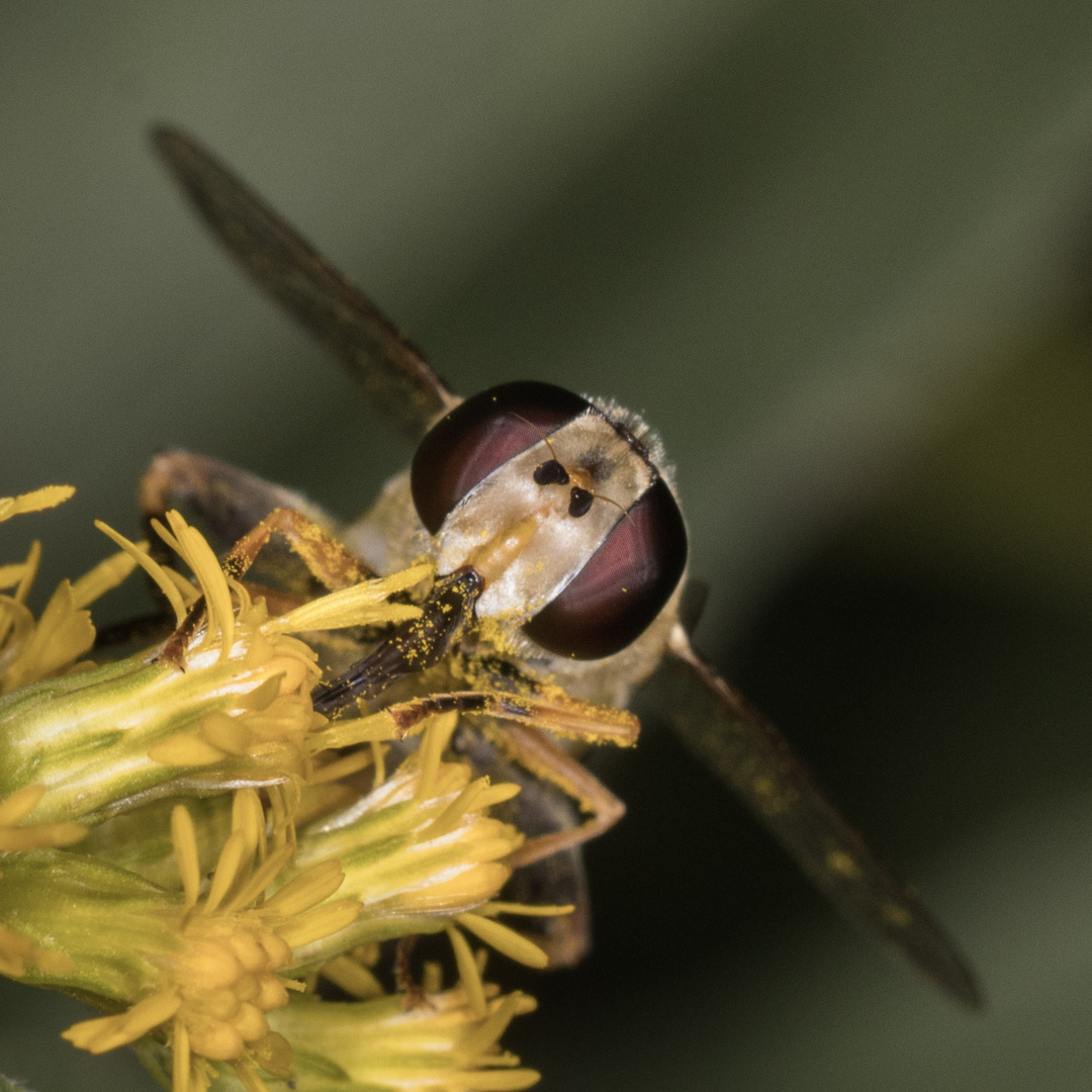 Schwebfliege frontal