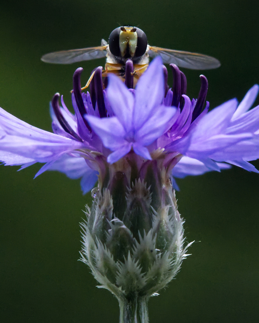 Schwebfliege frontal