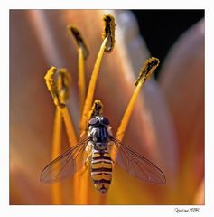 Schwebfliege ....ganz aus der Nähe