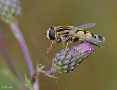 Schwebfliege ganz nah