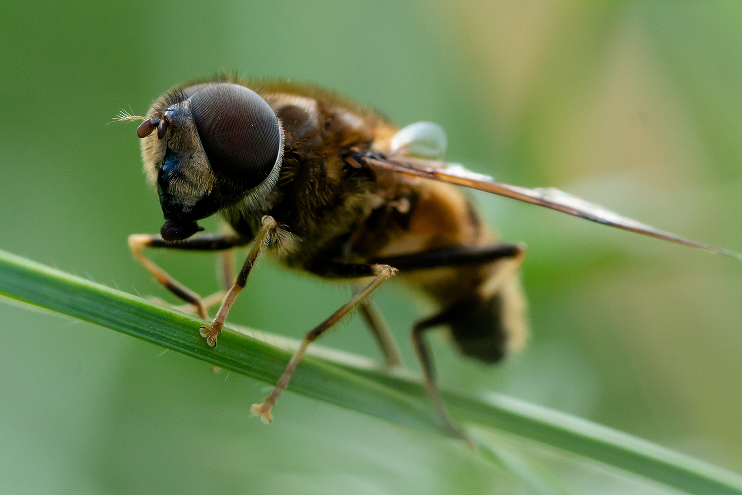 Schwebfliege ganz nah