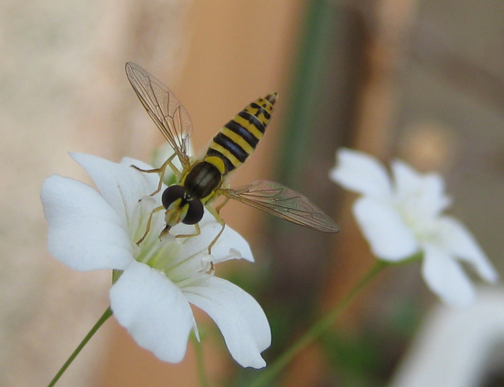 Schwebfliege gelandet