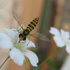 Schwebfliege gelandet