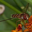 Schwebfliege gelandet