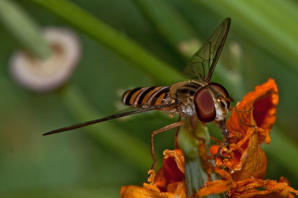 Schwebfliege gelandet