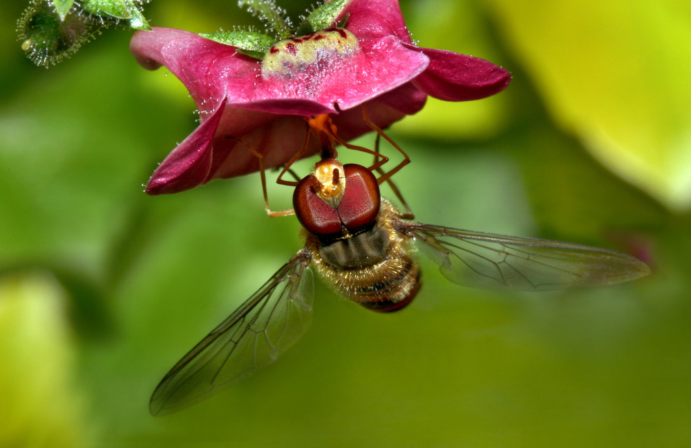 Schwebfliege hängt an einer Petunienblüte