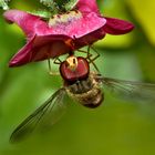 Schwebfliege hängt an einer Petunienblüte