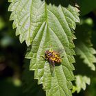 Schwebfliege (Helophilus pendulus ?) auf Brennnessel