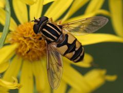 Schwebfliege (Helophilus sp.)