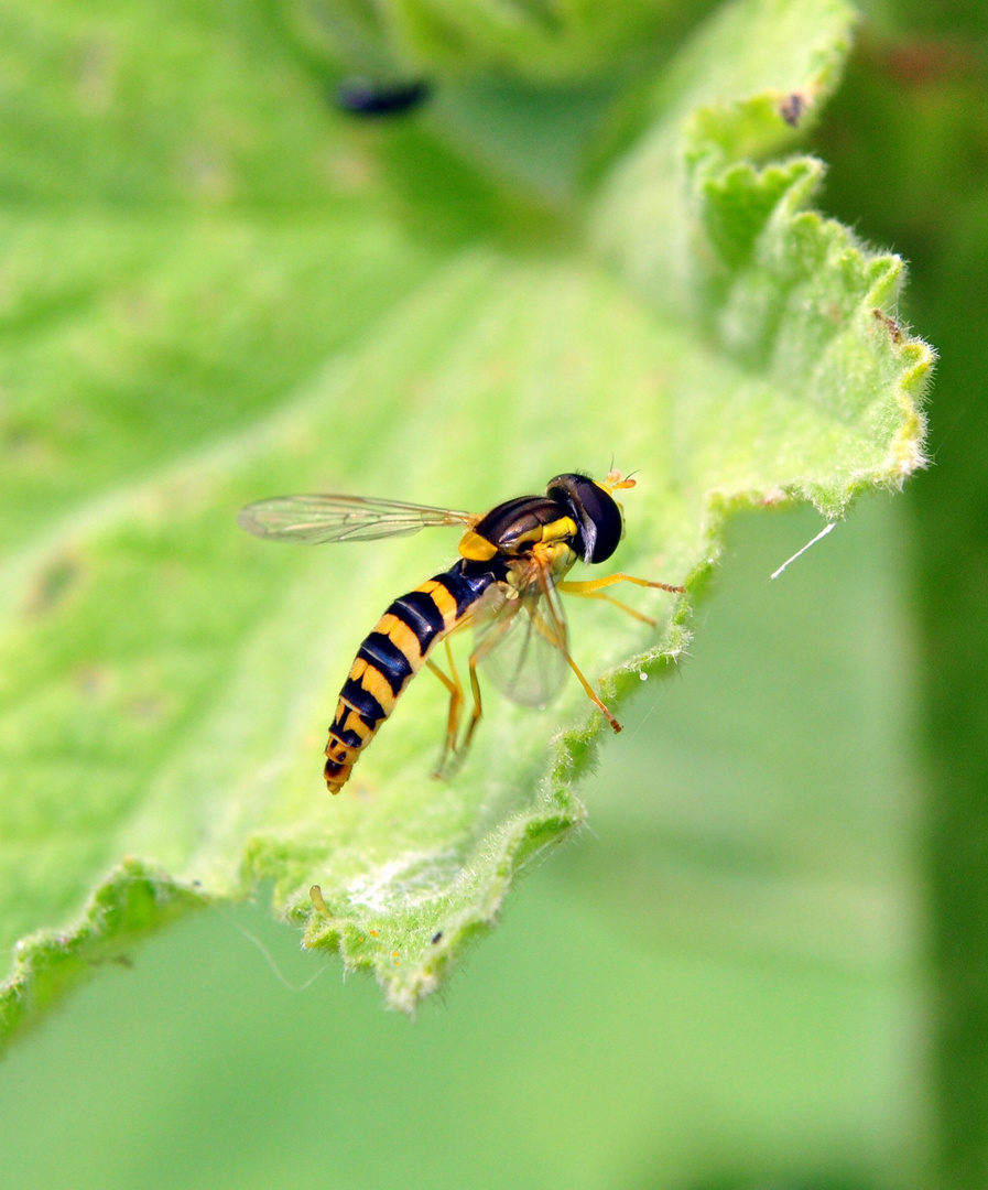 Schwebfliege hier aber eher pausierend