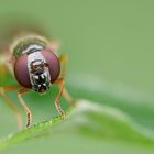 Schwebfliege | Hoverfly