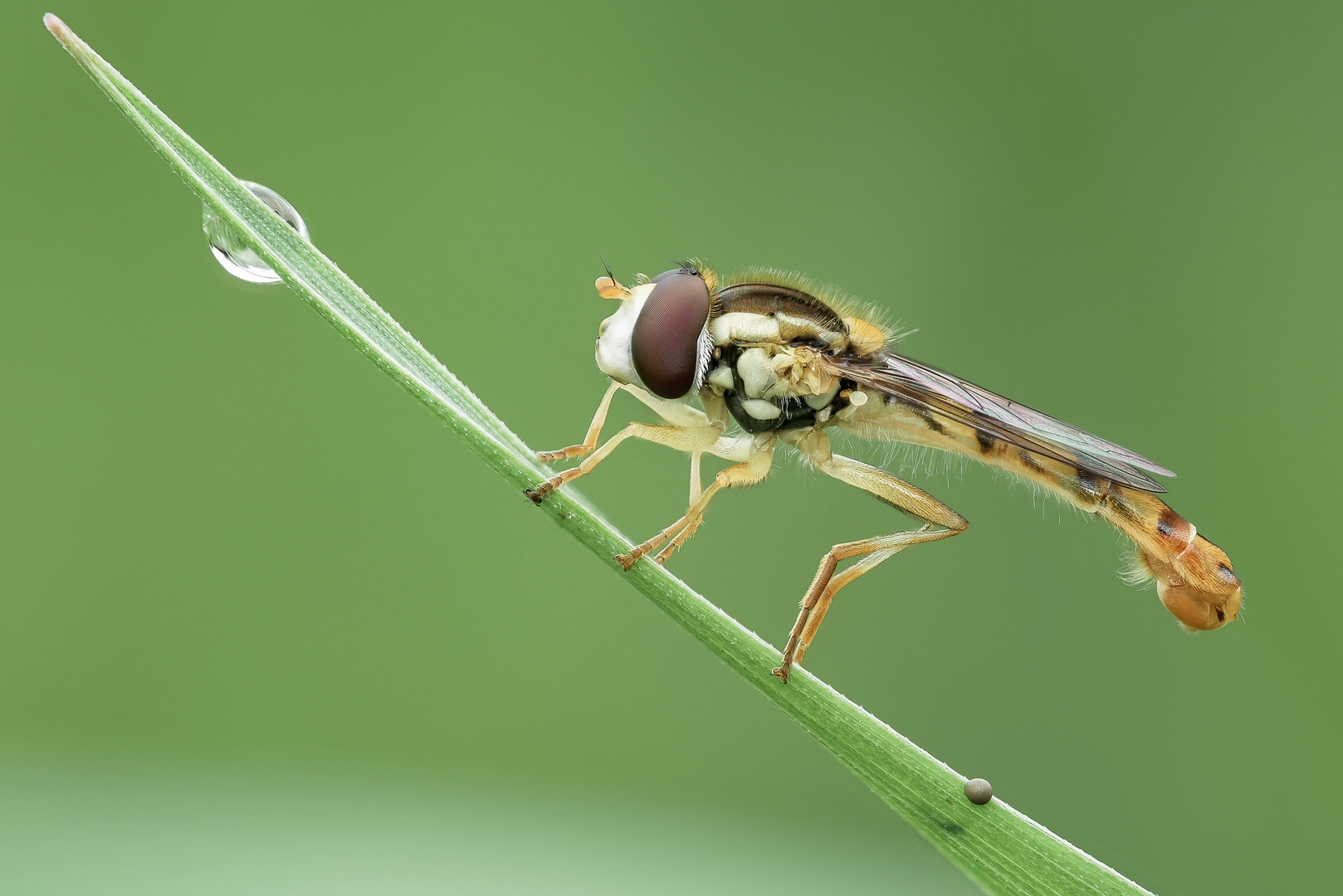 Schwebfliege | Hoverfly (Syrphidae)