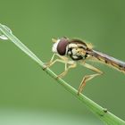 Schwebfliege | Hoverfly (Syrphidae)