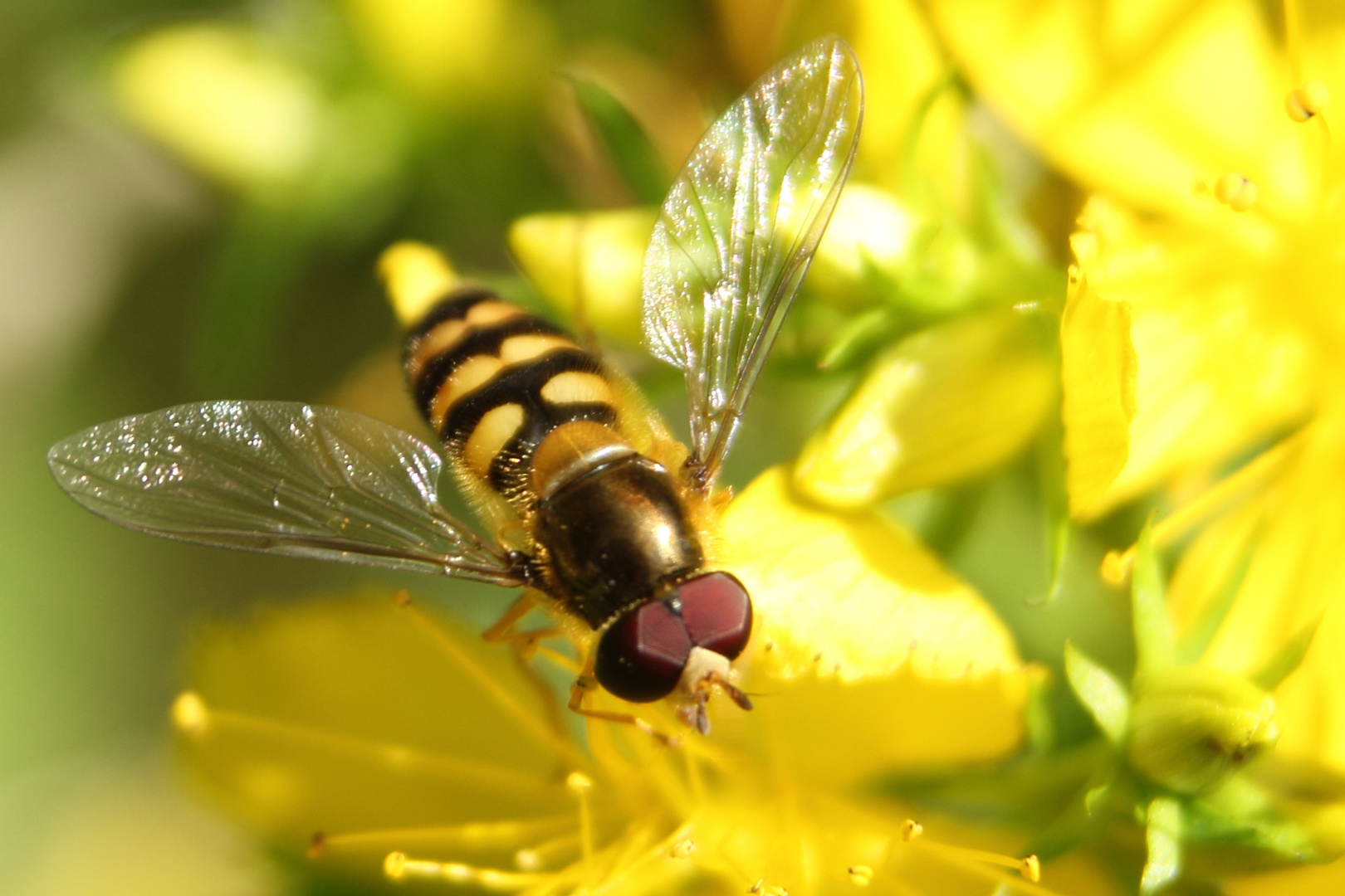 SCHWEBFLIEGE I