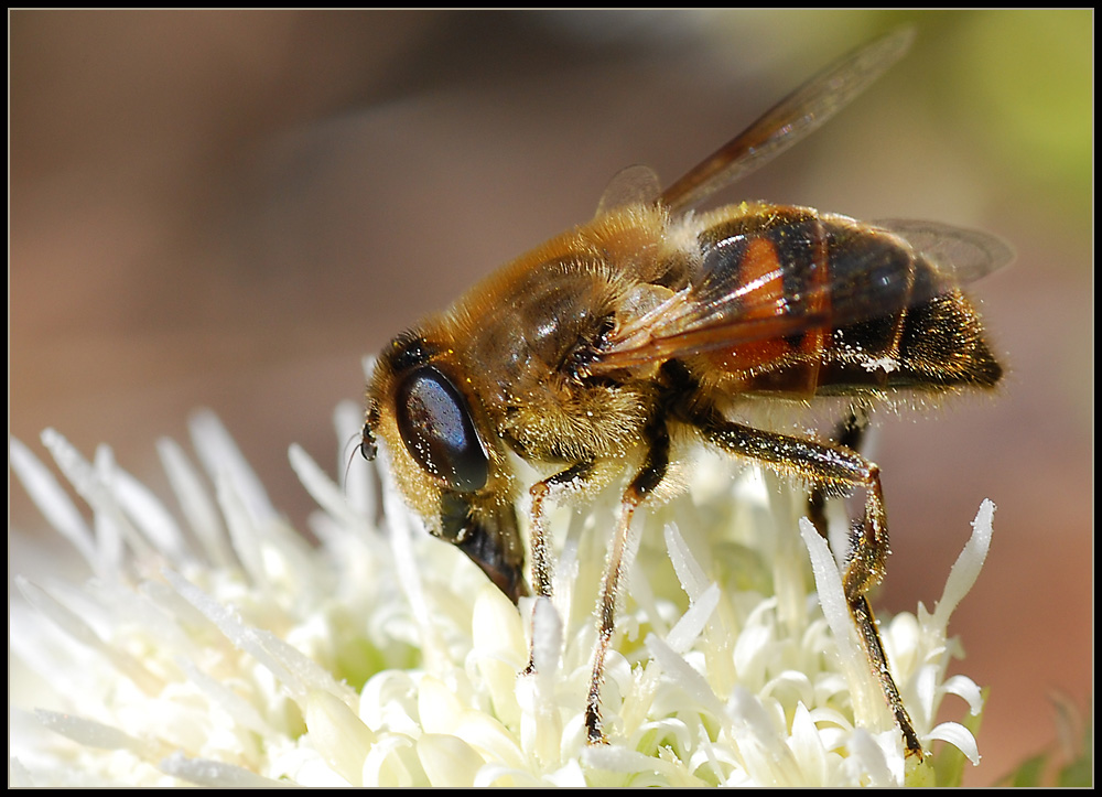 Schwebfliege II