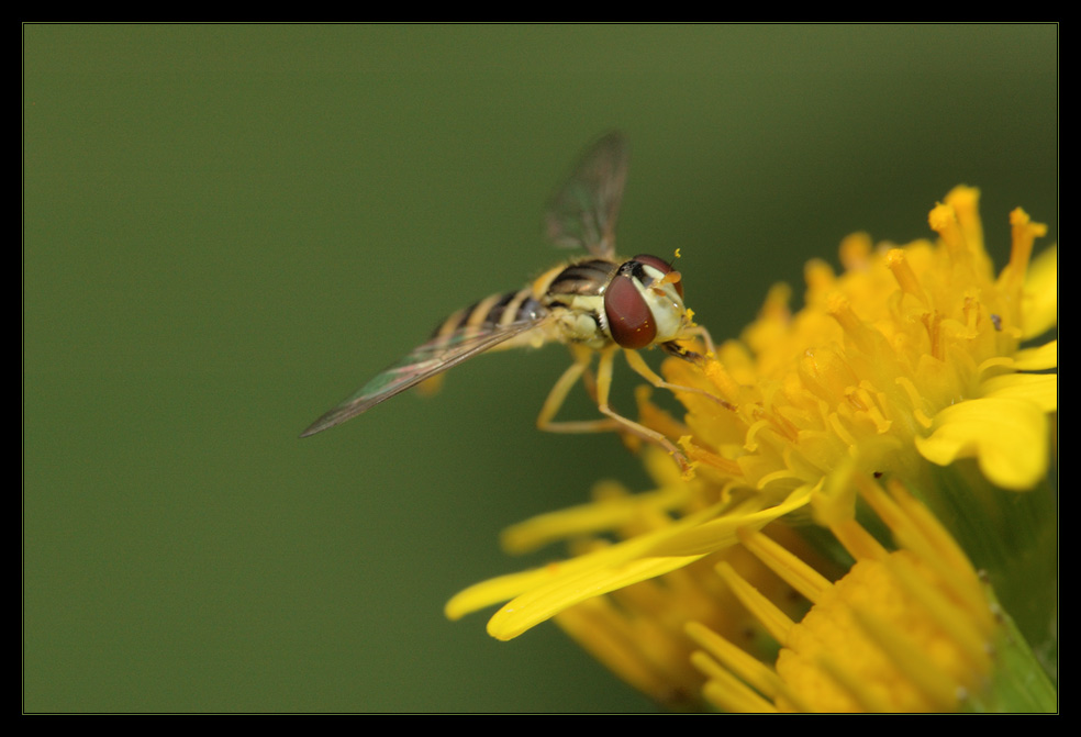 Schwebfliege II