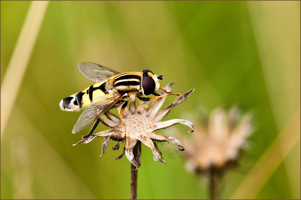 Schwebfliege II