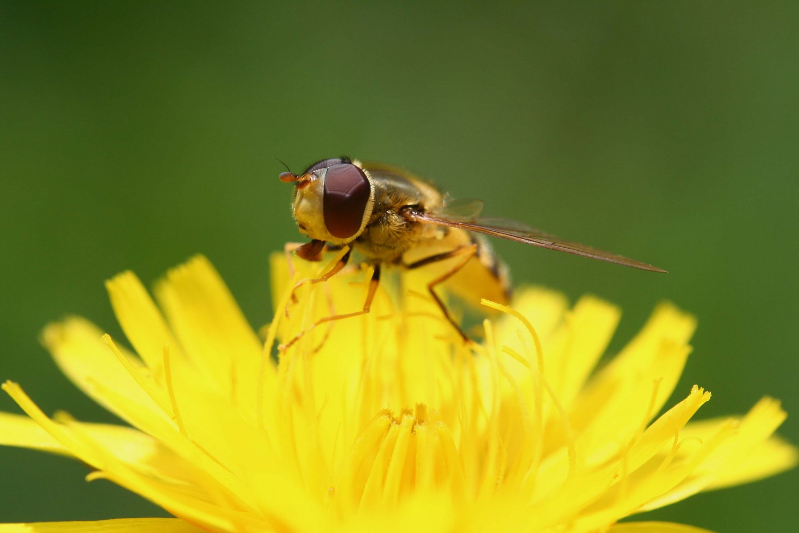 Schwebfliege II