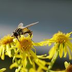 Schwebfliege im Abendlicht