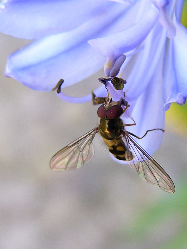 Schwebfliege im Agapantus