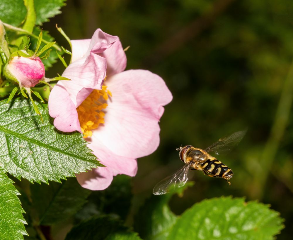 Schwebfliege im Anflug