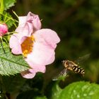 Schwebfliege im Anflug