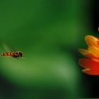 Schwebfliege im Anflug