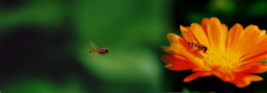 Schwebfliege im Anflug