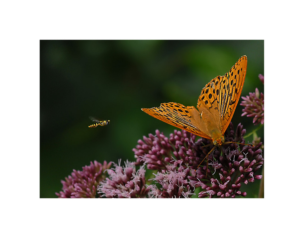 Schwebfliege im Anflug