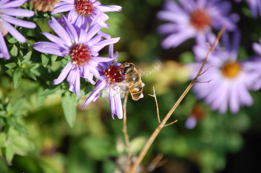 Schwebfliege im Anflug