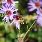 Schwebfliege im Anflug