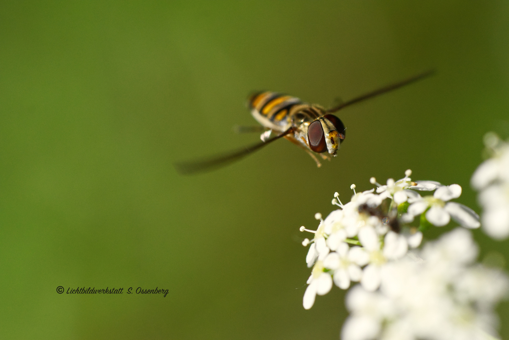 Schwebfliege im Anflug