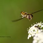 Schwebfliege im Anflug