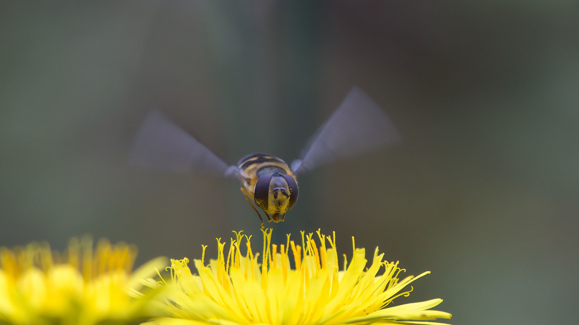 schwebfliege im anflug