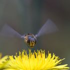 schwebfliege im anflug