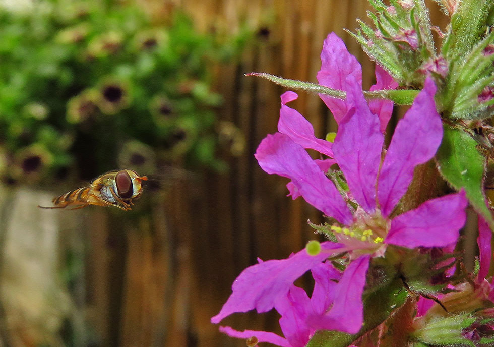 Schwebfliege im Anflug...