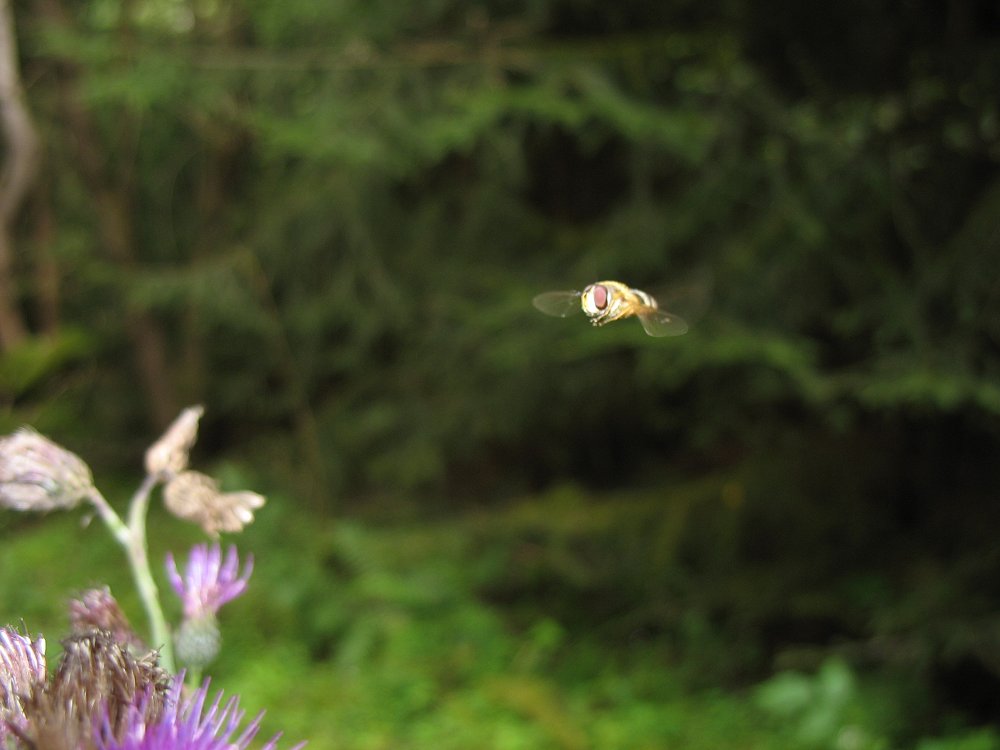 Schwebfliege im Anflug